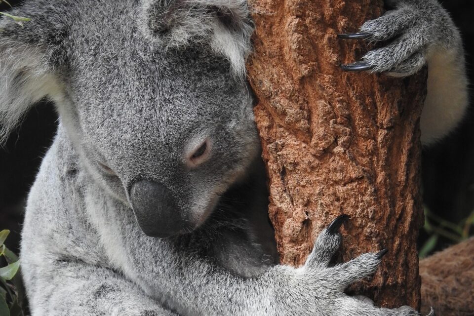 Koala odpoczywająca na drzewie w zielonym australijskim lesie