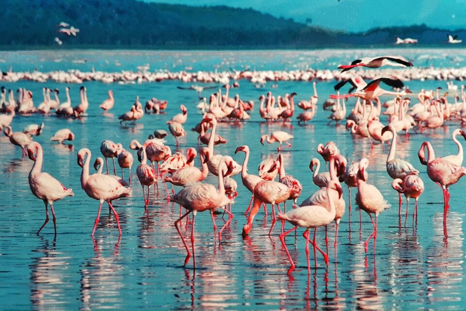 Flamingi nad jeziorem Nakuru