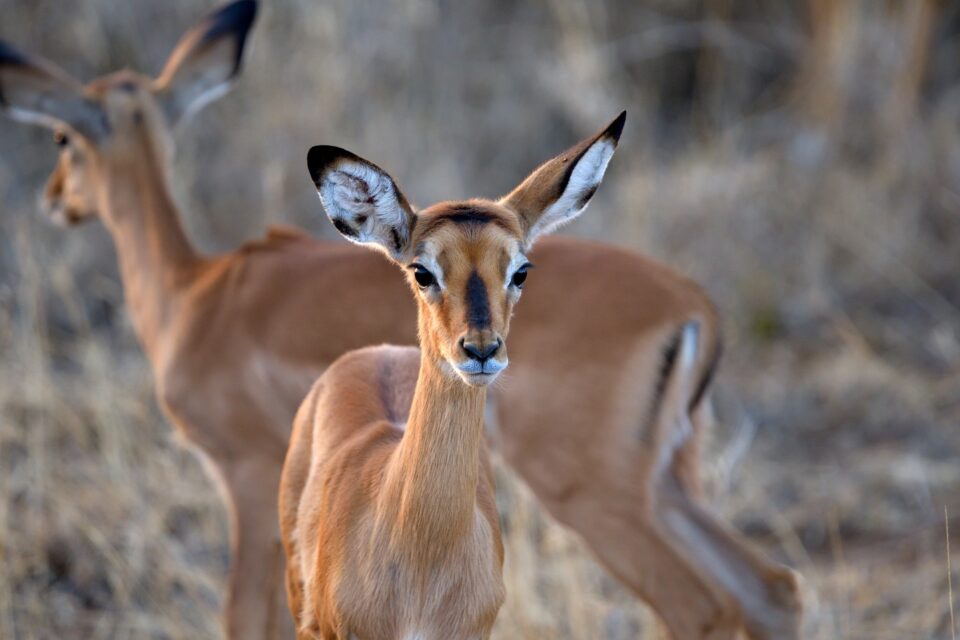 Impala