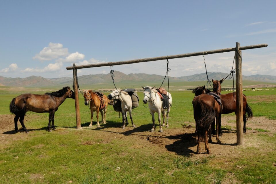 Grupa koni w spokojnym, wiejskim krajobrazie z zielonymi polami i górami w tle.