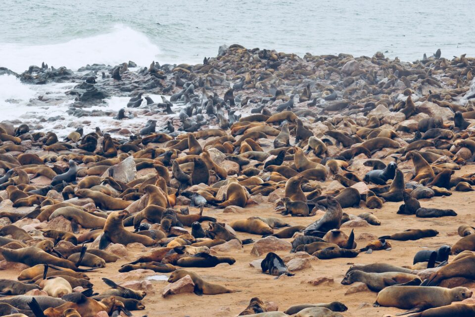 Lwy morskie na Cape Cross w Namibii