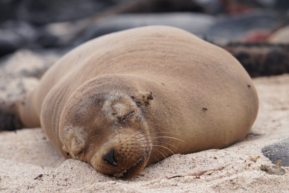 Foka na plaży na Galapagos