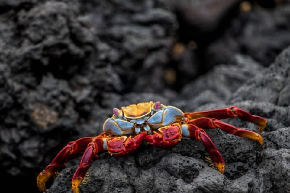 Kraby na Galapagos