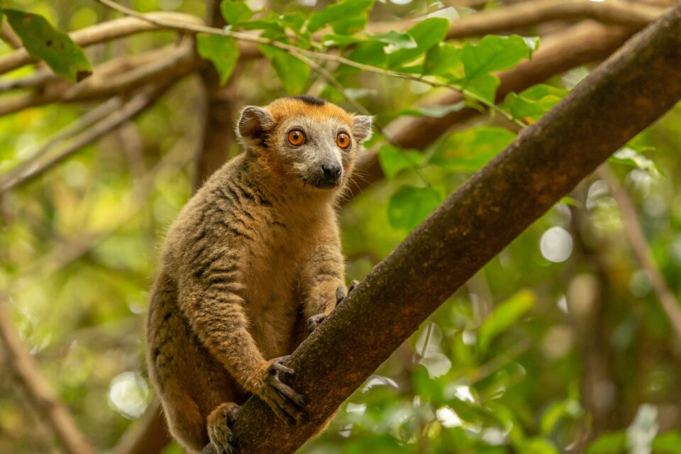 Uroczy lemur