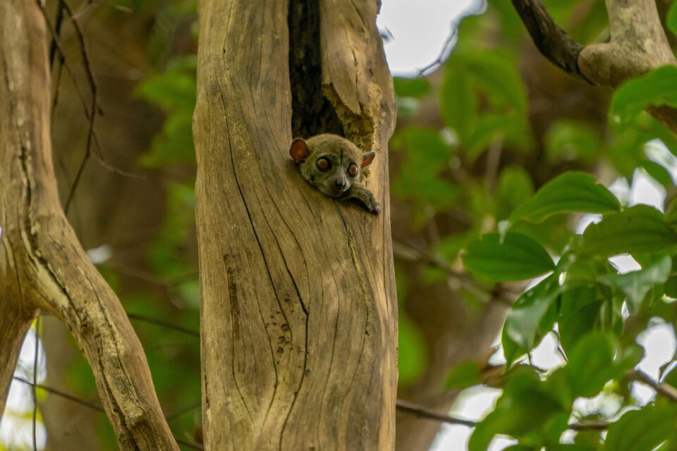 Urokliwy lepilemur
