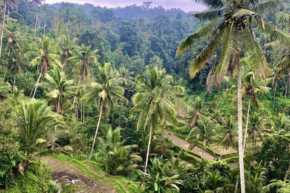 Tropikalny krajobraz z bujnymi palmami w Indonezji