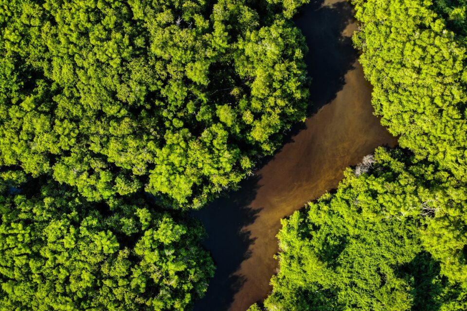 Amazoński las z meandrującą rzeką
