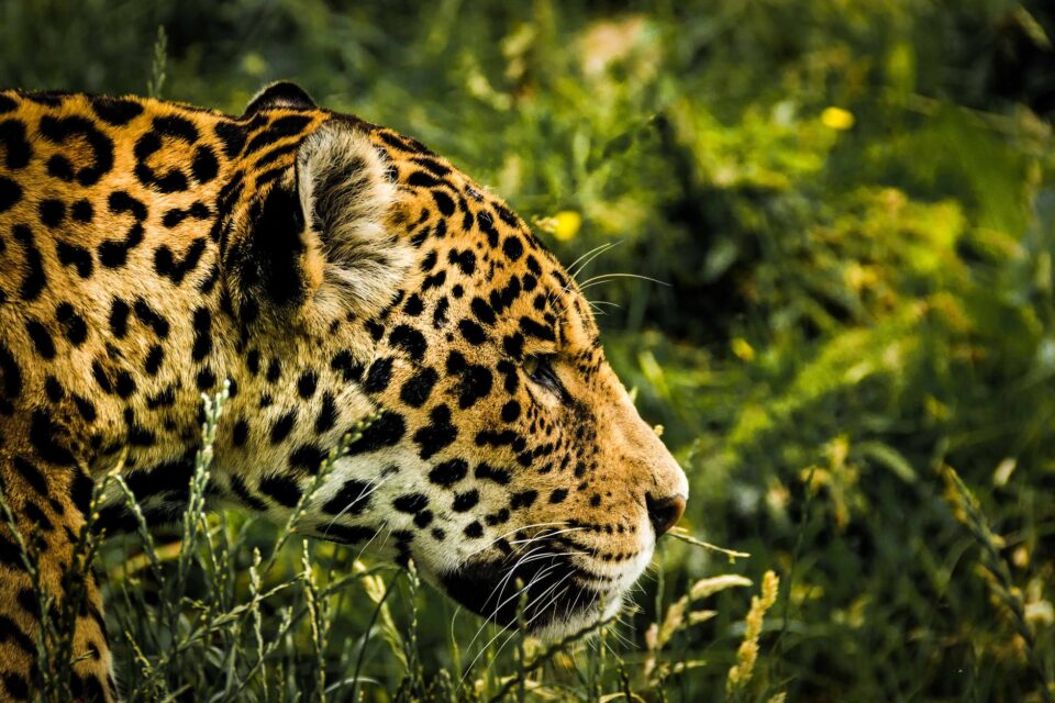 Brazylijski jaguar